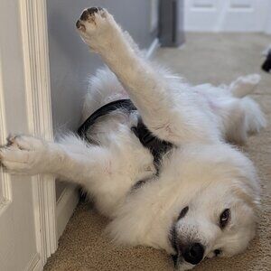 Meet your Posher, Karis